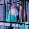 ra_fi406