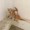 catsom42