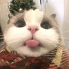 userdeptrainhatthegioi
