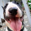 lumabullterrier