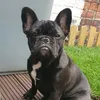remi_the_frenchie
