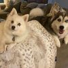 lorelei_willow_pomskygrl