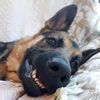 sauldog6