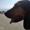 sherrythehound