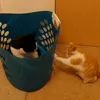 sky_cat_113