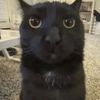 kittybucky
