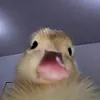 funny.contenthere