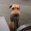 henryairedalemischief