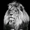 omar_almayasi