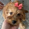 elizabeththeanimallover8