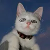 mih_kittymete