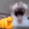 vonesyfn
