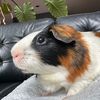 luke_guineapigdad