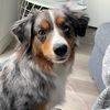 phoebe_the_aussie