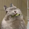 うさまめたいむ