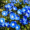 _morningglory1
