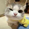 jiirapp.m