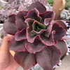 senda_303