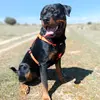 rottioreo