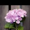 pina_255