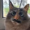 zolger_