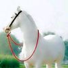 m.shayat