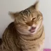 lokumthecatt
