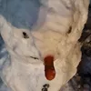 panherbatka1