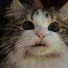 defnotfurr