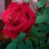amairy0