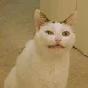 conmeokeugauugauu