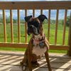 lovemyboxer2