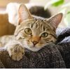 catsontiktok574