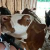hitrmisshobbyfarm