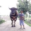 pranot31