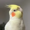 maniadebicho_