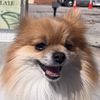 posiethepom