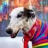 popster_the_greyhound