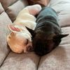 nycfrenchiebrothers