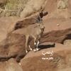 al_tafihi
