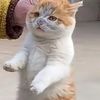 _meoww109