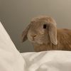 send.carrots