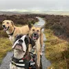 neville_the_boxer