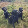 pippa_pup21