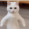 kwasong85