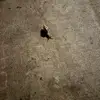 just._.dat._mofo