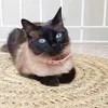 fionathelittlecat