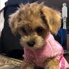 mollytheschnoodle