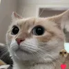 caatslover