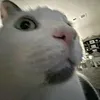qwuack_0